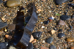 Laminaria sinclairii