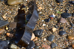 Laminaria sinclairii