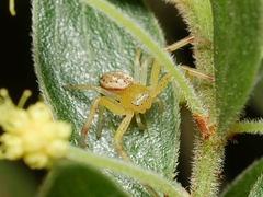Australomisidia pilula