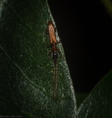 Cerobates ophthalmicus