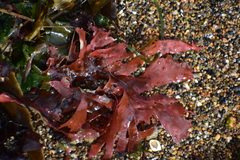 Cryptopleureae