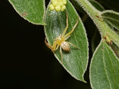 Australomisidia pilula