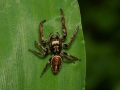 Opisthoncus nigrofemoratus