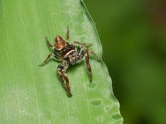 Opisthoncus nigrofemoratus