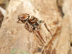 Opisthoncus nigrofemoratus