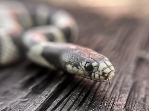 iNaturalist observation photo of California King Snake
