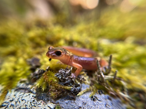 iNaturalist observation photo of Monterey Ensatina