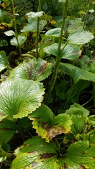 Boykinia richardsonii