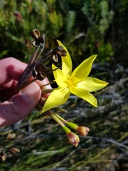 Bobartia longicyma