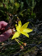 Bobartia longicyma