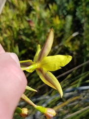 Bobartia longicyma
