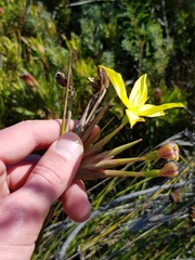 Bobartia longicyma