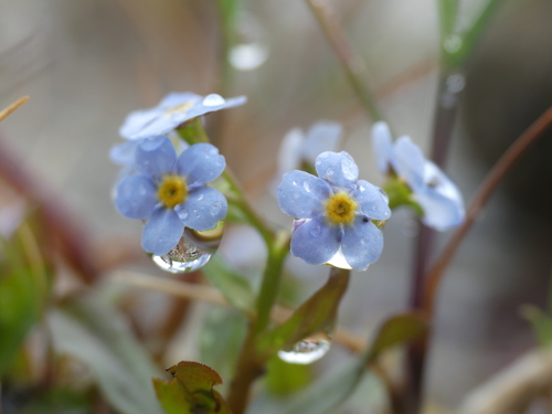 Myosotis rehsteineri, photograph 5