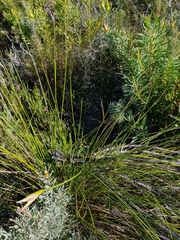 Bobartia longicyma