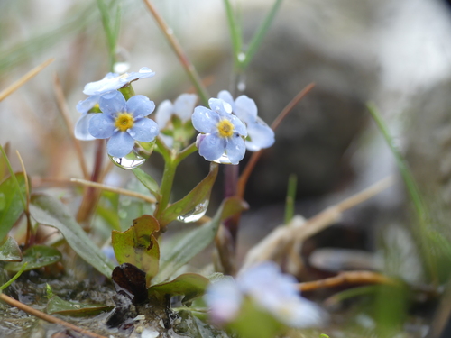 Myosotis rehsteineri, photograph 4
