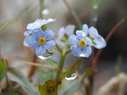 Myosotis rehsteineri, photograph 3
