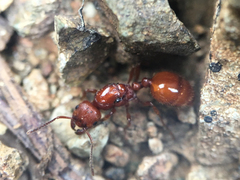 Manica