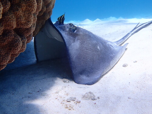 Photo of Southern stingray (Hypanus americanus)
