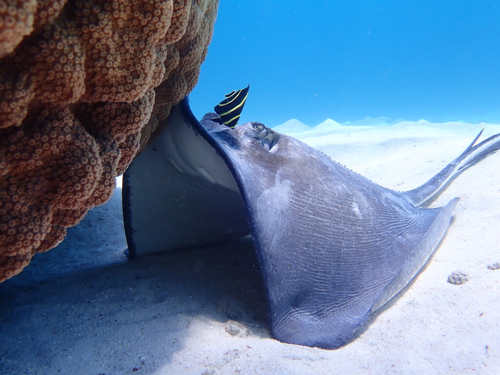 Photo of Southern stingray (Hypanus americanus)