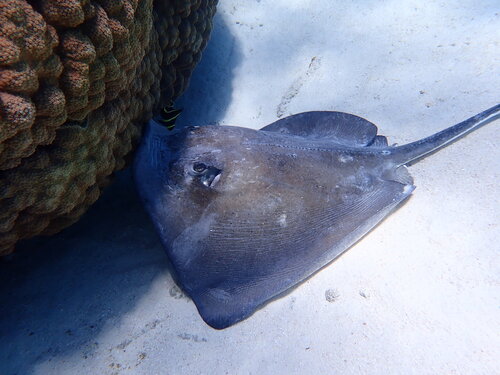 Southern Stingray, photo 9 of 10