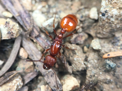 Manica
