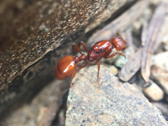 Manica