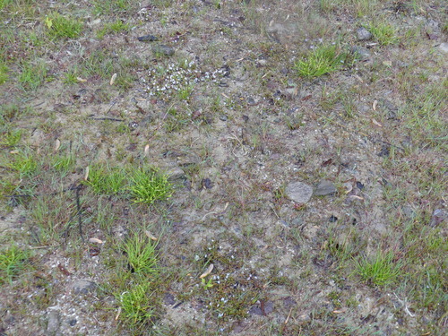 Myosotis rehsteineri, photograph 2