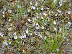 Myosotis rehsteineri, photograph (c) Valentin Moser, some rights reserved (CC BY)