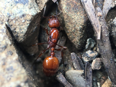 Manica