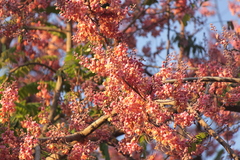Cassia javanica