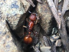 Manica