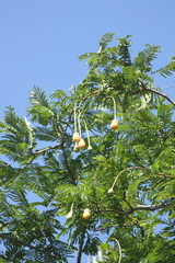 Parkia speciosa