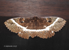 Erebus terminitincta