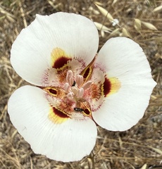 Calochortus argillosus