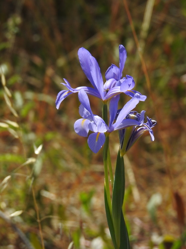Image of Iris xiphium by (c) Duarte Frade, some rights reserved (CC BY)