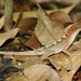 Anolis tropidonotus - Photo 由 Chris Harrison 所上傳的 (c) Chris Harrison，保留部份權利CC BY-NC