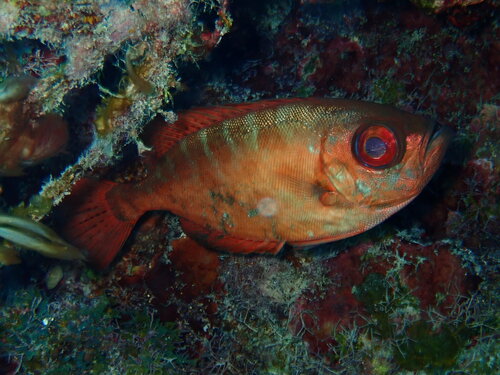 Balarton (Heteropriacanthus cruentatus) — Priacanthidae