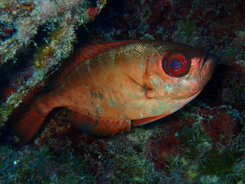 Glasseye snapper