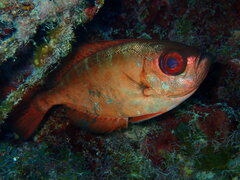 Glasseye snapper