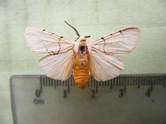 Spilosoma curvilinea