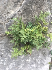 Asplenium ruta-muraria