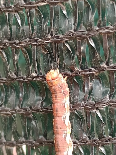 Mottled Umber