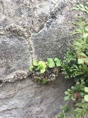 Asplenium ruta-muraria