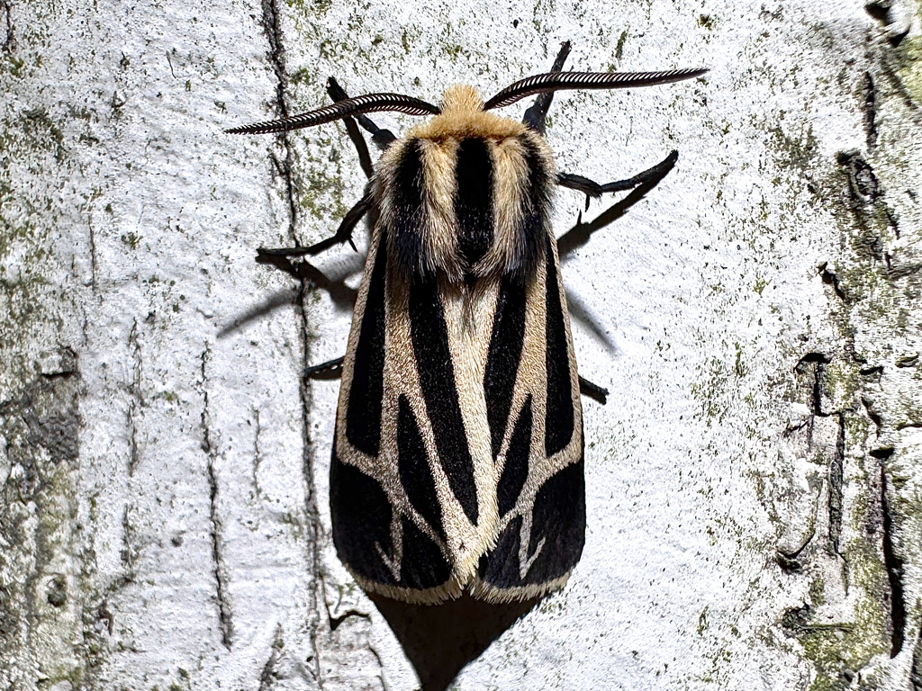 Nais Tiger Moth