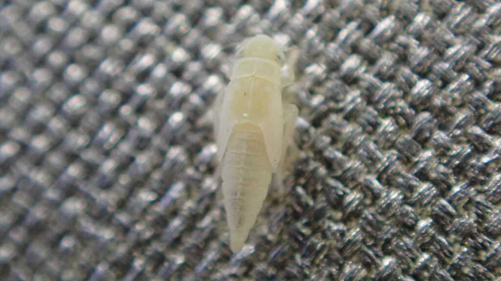 Zygina hyperici