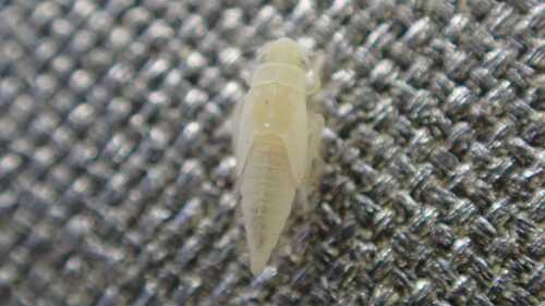 Zygina hyperici
