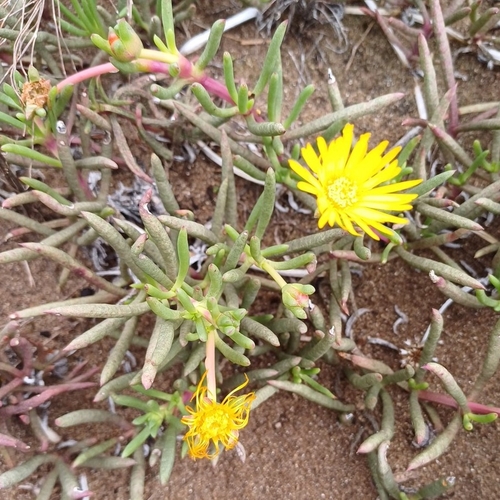 Image of Jordaaniella dubia by (c) Martjie Fia Fourie, some rights reserved (CC BY)