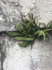 Asplenium trichomanes