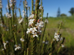 Gnidia spicata