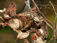 Phryganoporus candidus